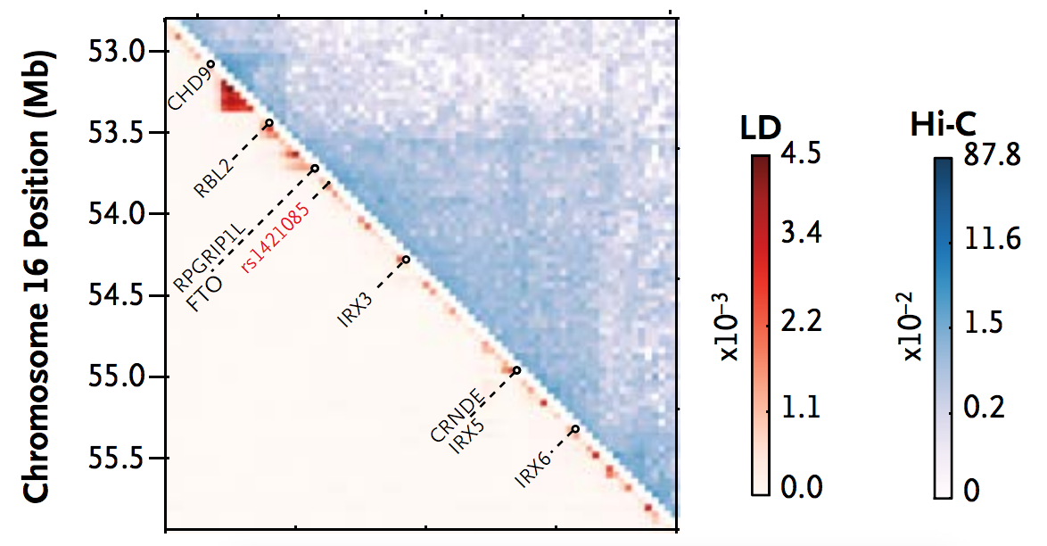 locus from Claussnitzer et al